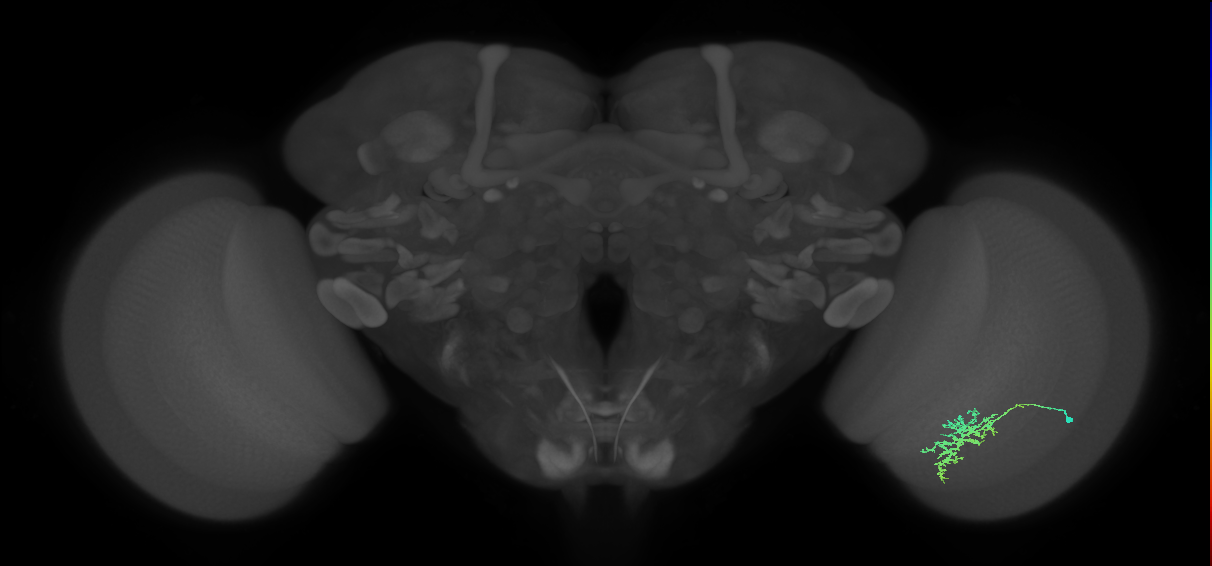 Cm5_R (JRC_OpticLobe:72062)