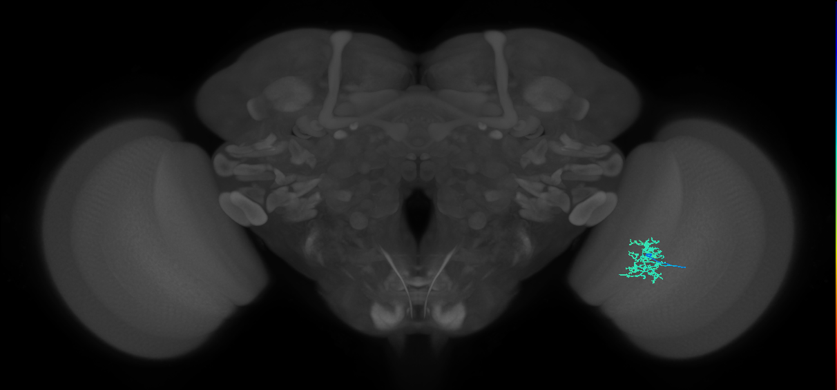 Cm5_R (JRC_OpticLobe:95997)