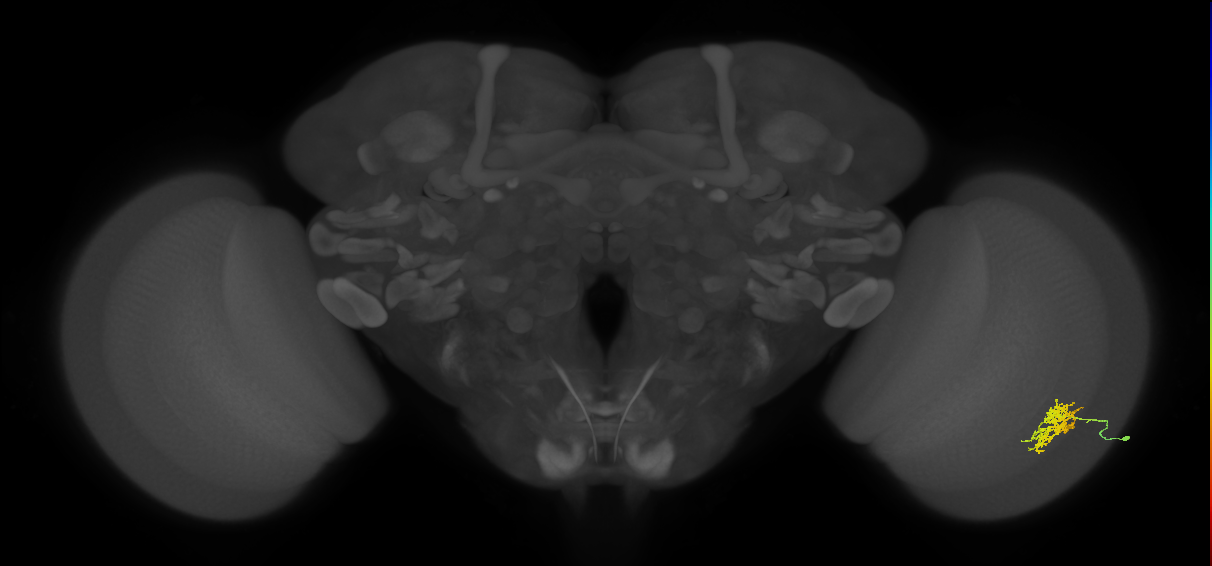 Cm5_R (JRC_OpticLobe:65778)