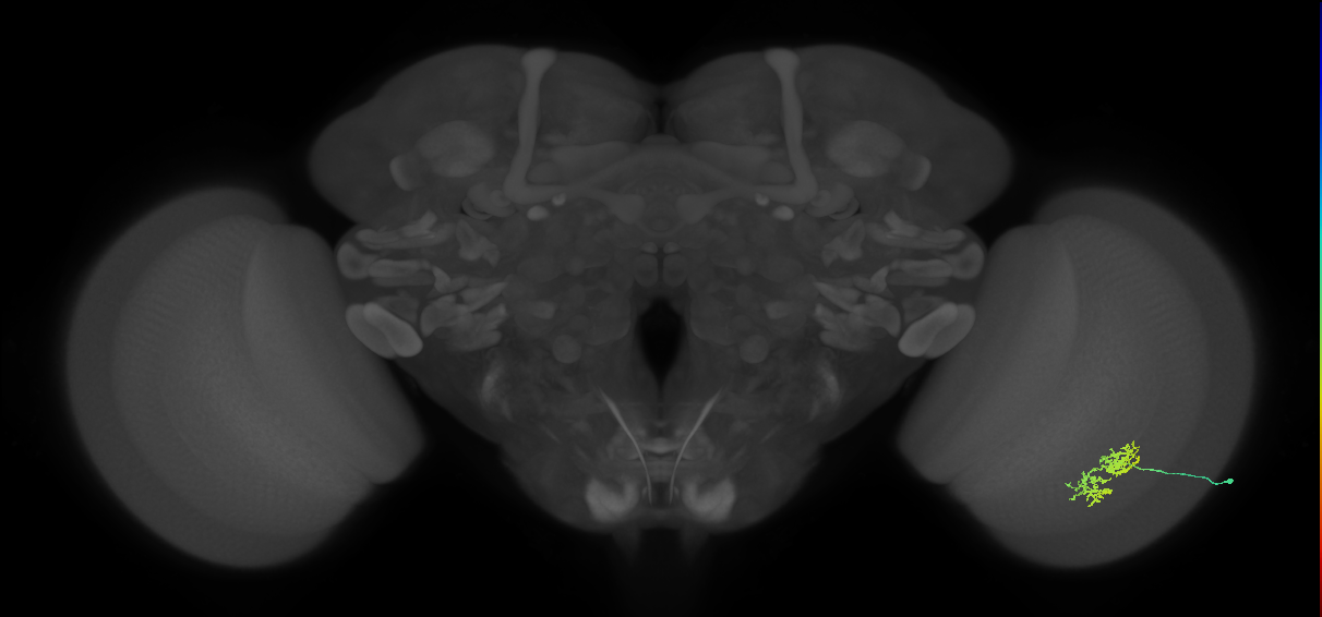 Cm5_R (JRC_OpticLobe:78297)