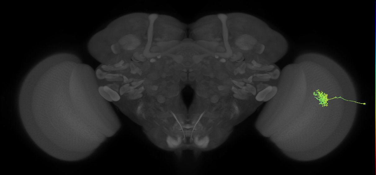 Cm5_R (JRC_OpticLobe:101172)