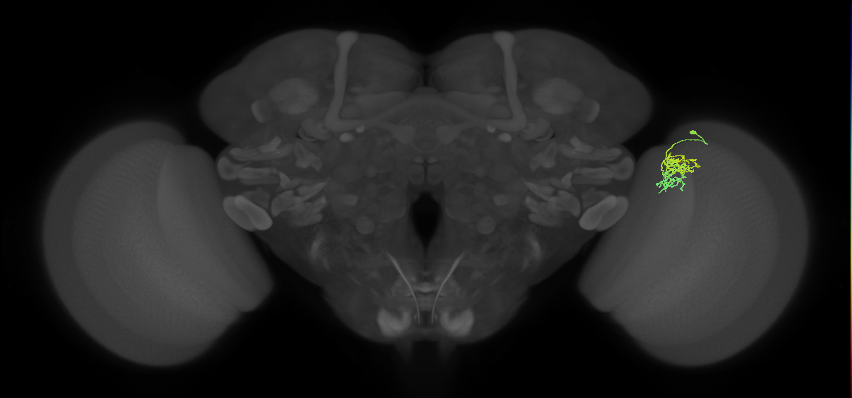 Cm5_R (JRC_OpticLobe:91621)