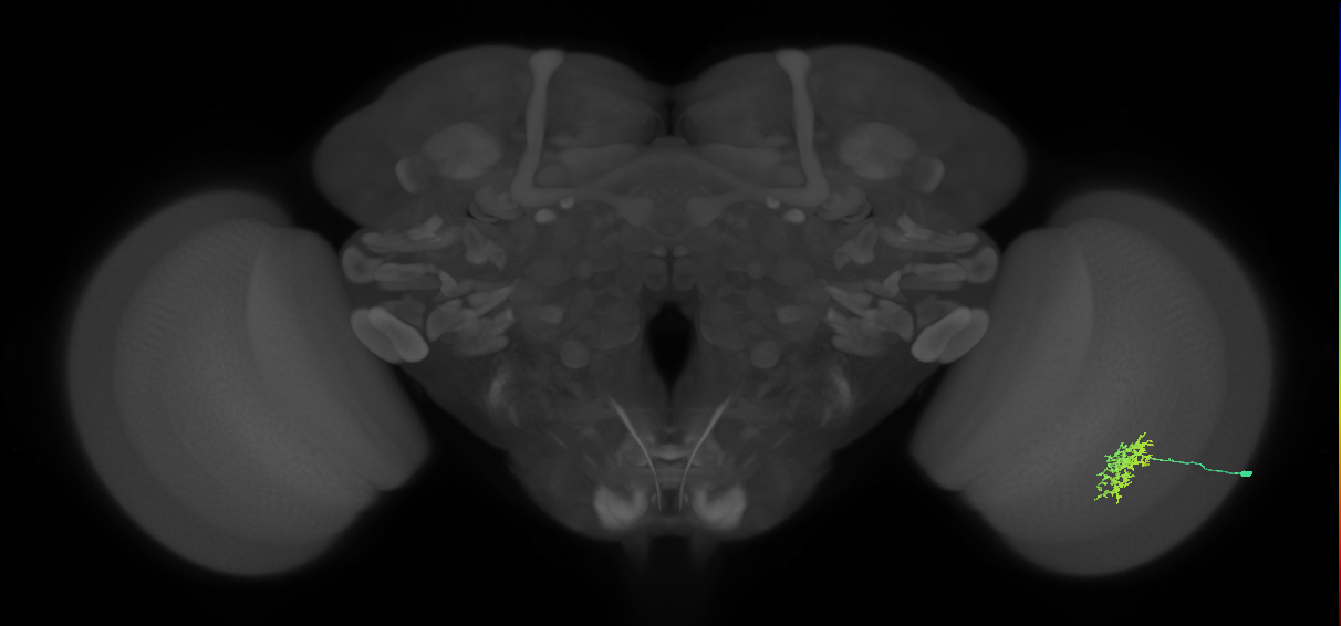 Cm5_R (JRC_OpticLobe:107635)