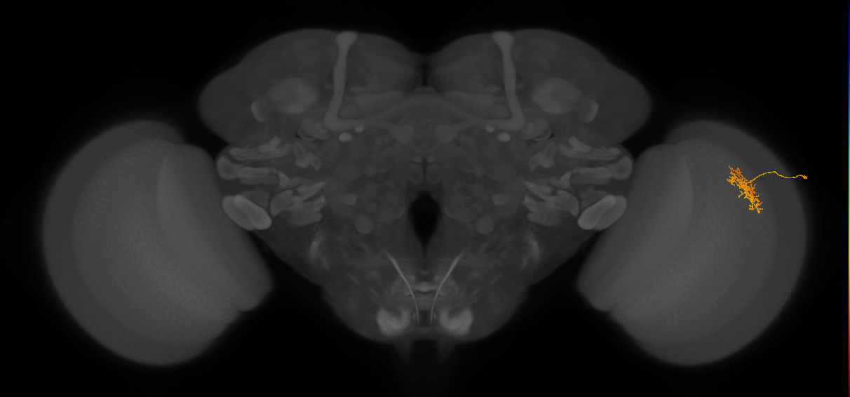 Cm5_R (JRC_OpticLobe:87260)