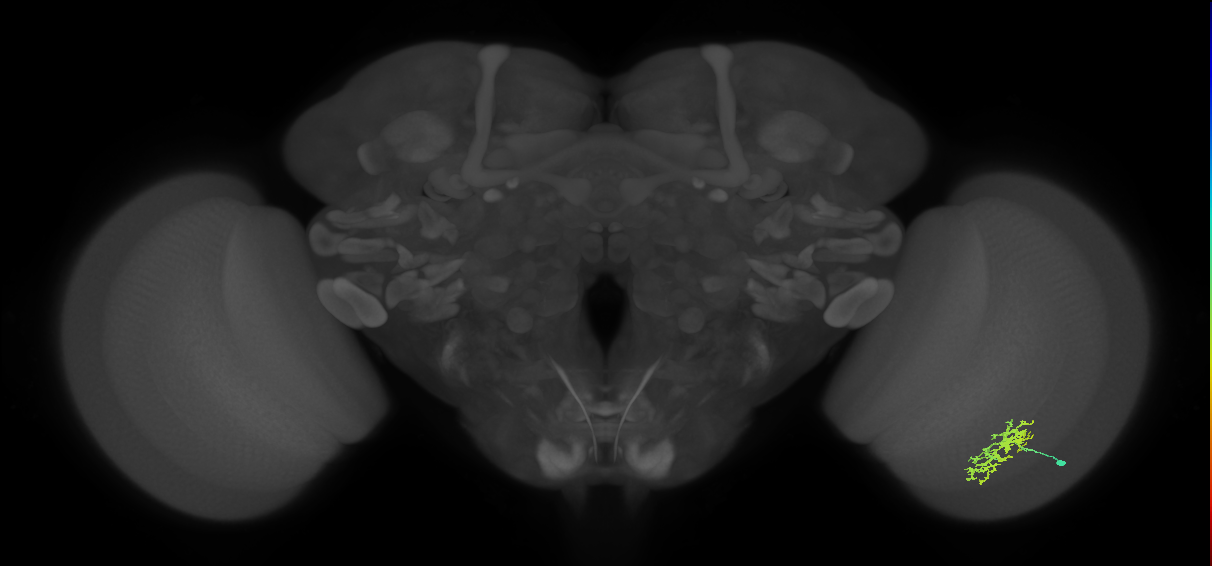 Cm5_R (JRC_OpticLobe:72994)