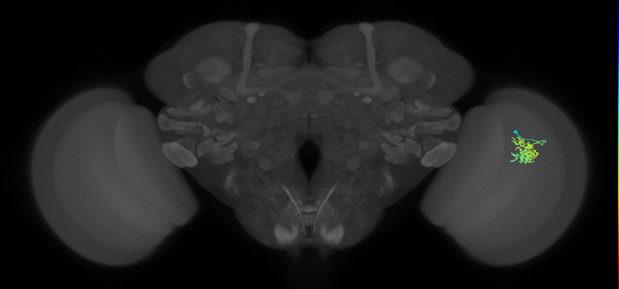 Cm5_R (JRC_OpticLobe:42438)