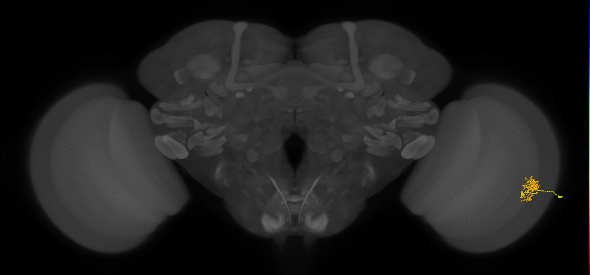 Cm5_R (JRC_OpticLobe:85218)