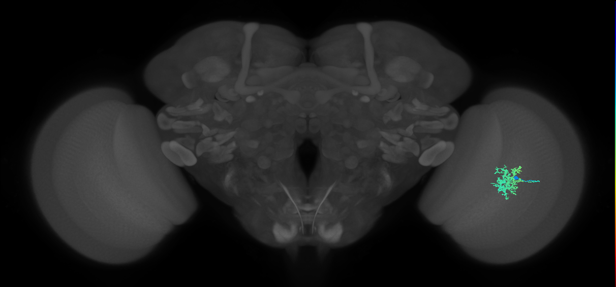 Cm5_R (JRC_OpticLobe:65441)