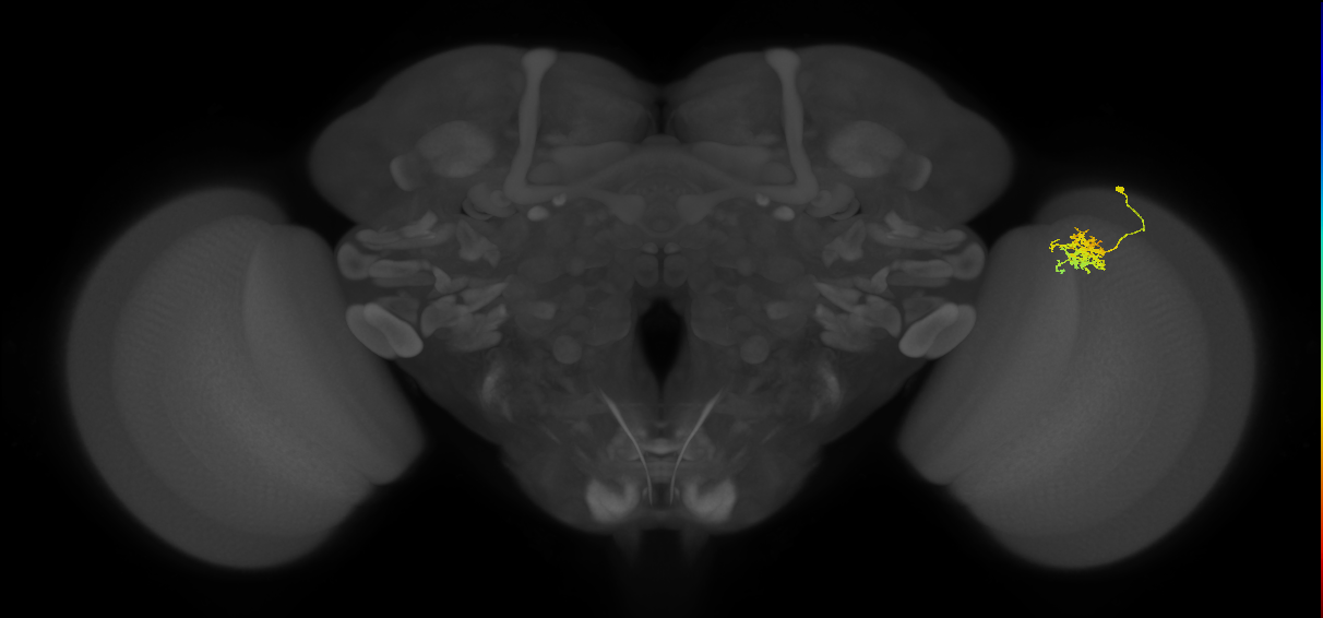 Cm5_R (JRC_OpticLobe:86943)