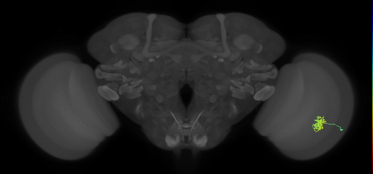 Cm5_R (JRC_OpticLobe:67623)