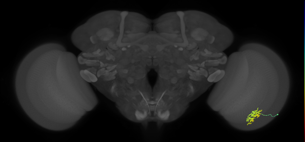 Cm5_R (JRC_OpticLobe:68148)