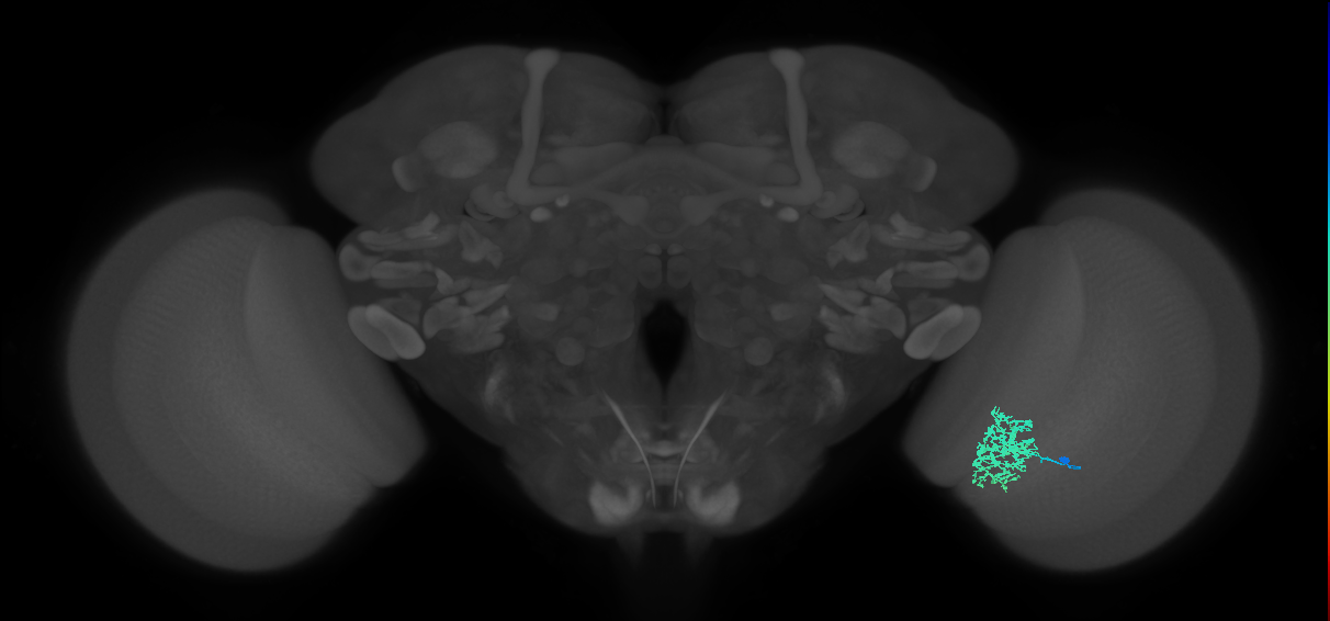 Cm5_R (JRC_OpticLobe:66147)