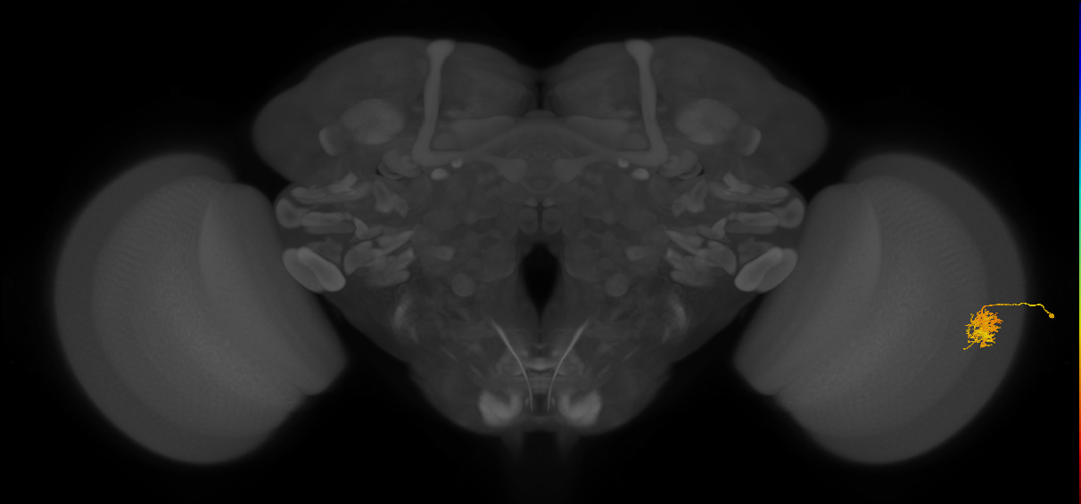 Cm5_R (JRC_OpticLobe:72160)