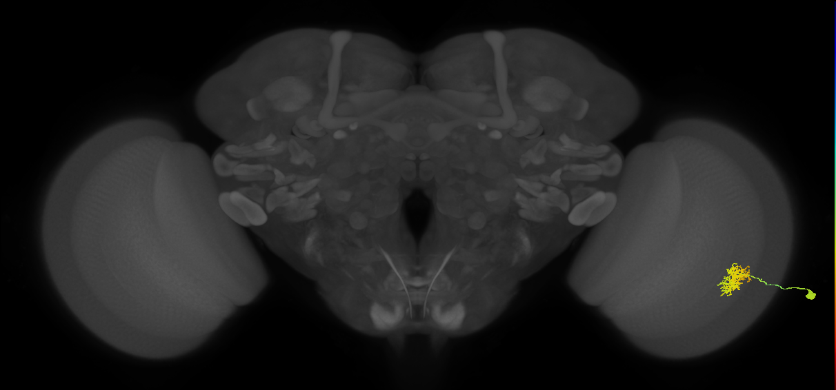 Cm5_R (JRC_OpticLobe:45385)