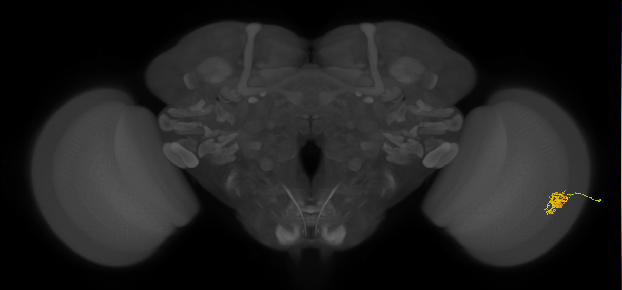 Cm5_R (JRC_OpticLobe:80987)