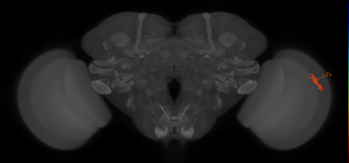 Cm5_R (JRC_OpticLobe:95461)