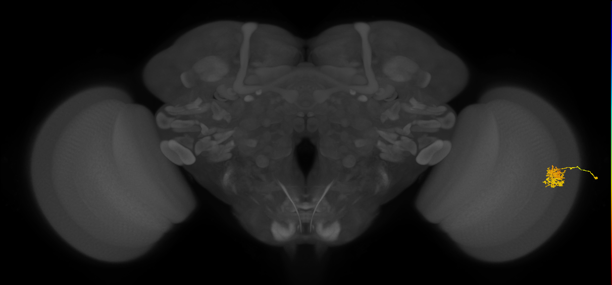 Cm5_R (JRC_OpticLobe:68636)