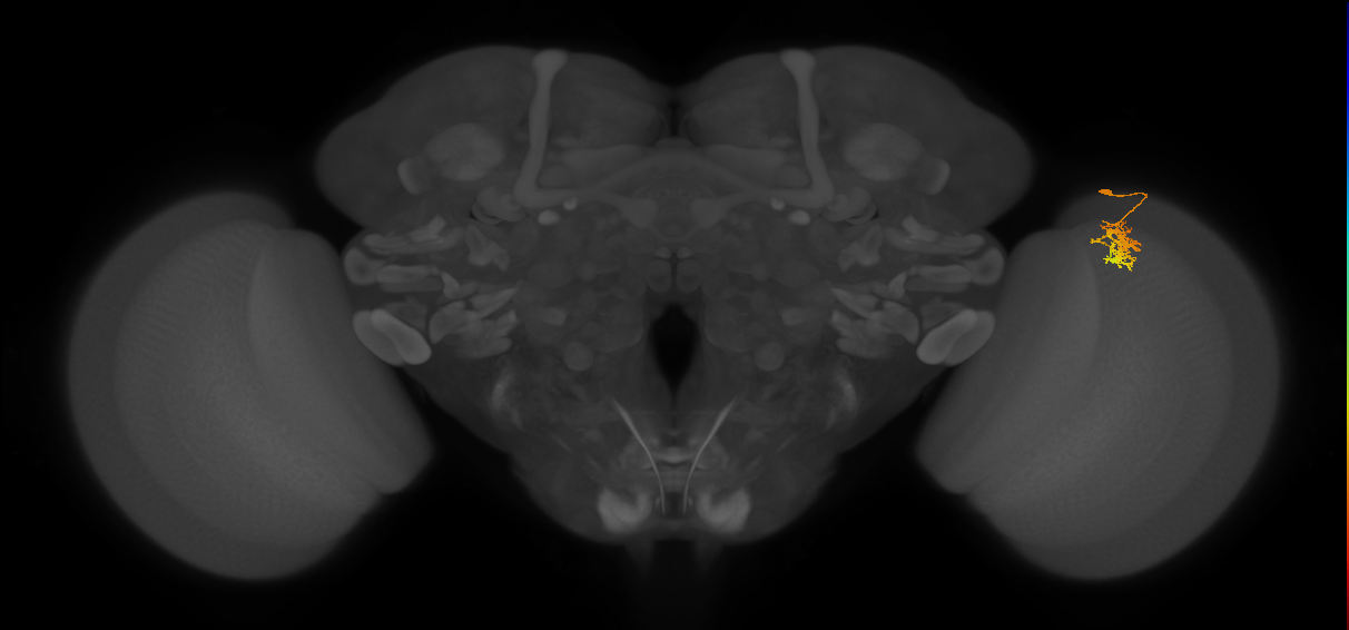 Cm5_R (JRC_OpticLobe:95692)