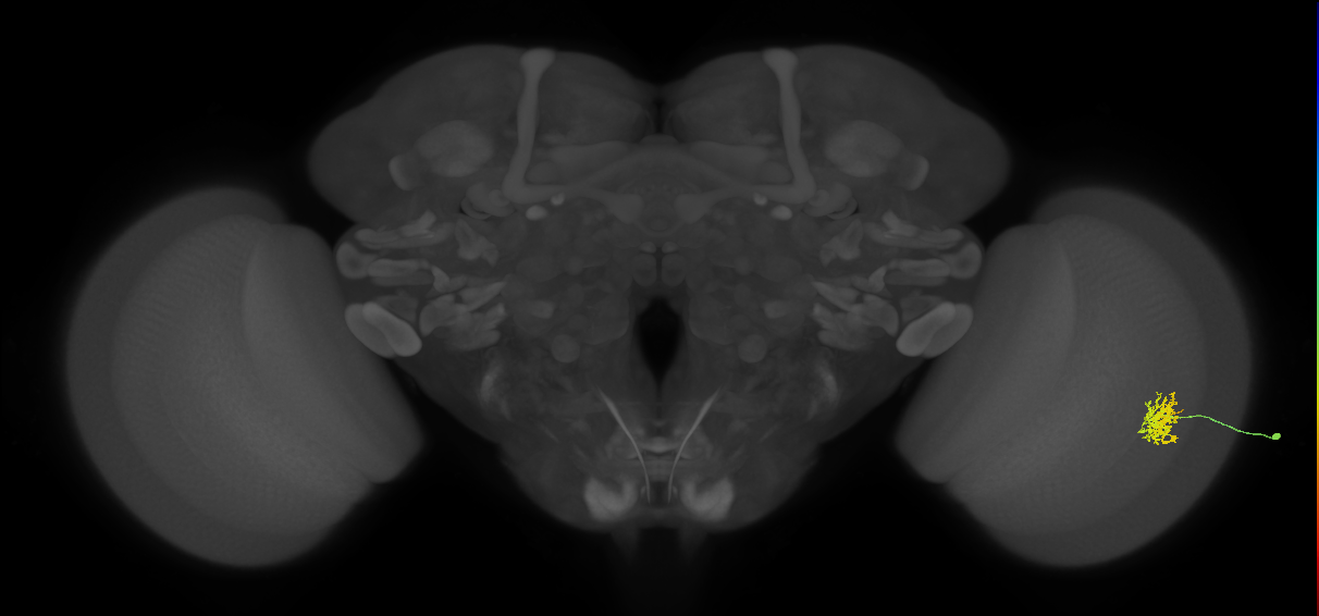 Cm5_R (JRC_OpticLobe:98441)
