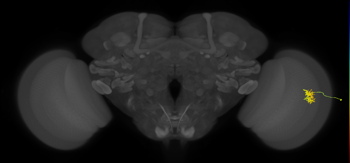 Cm5_R (JRC_OpticLobe:67042)