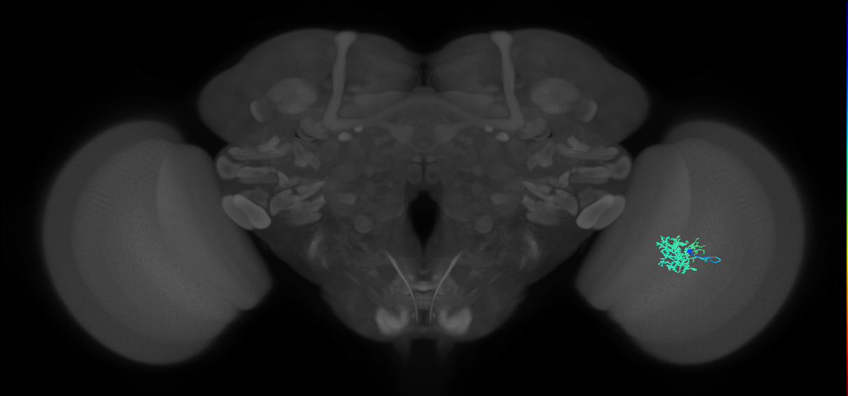 Cm5_R (JRC_OpticLobe:77585)