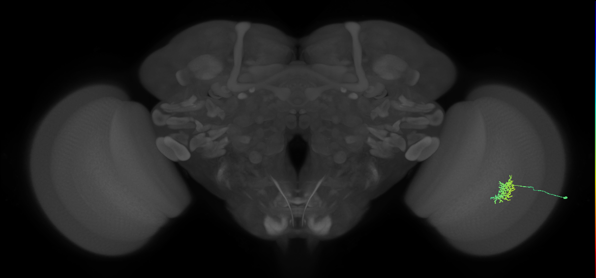 Cm5_R (JRC_OpticLobe:45432)