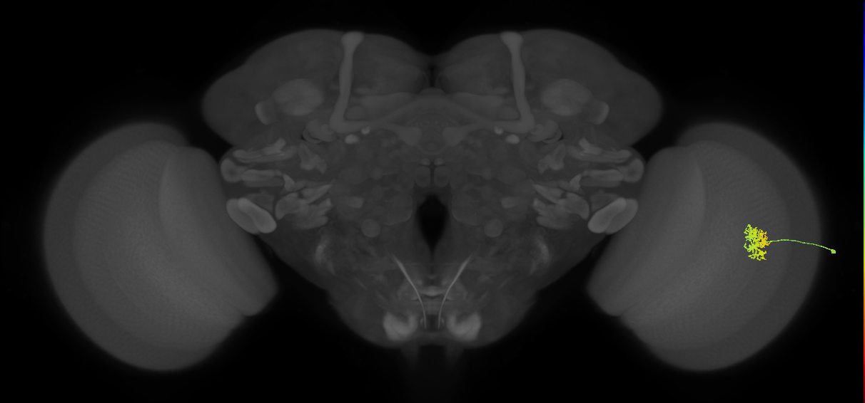 Cm5_R (JRC_OpticLobe:91499)