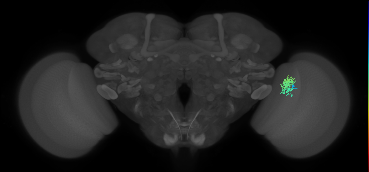 Cm5_R (JRC_OpticLobe:68344)