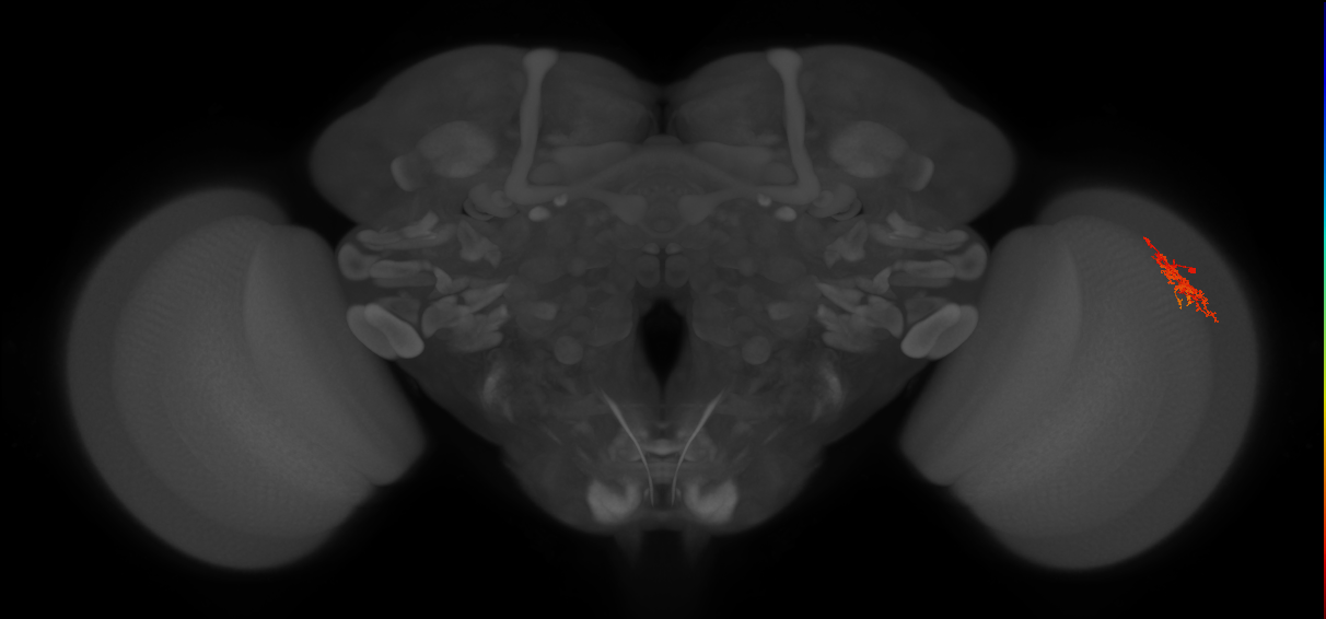 Cm5_R (JRC_OpticLobe:85272)