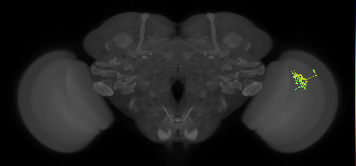 Cm5_R (JRC_OpticLobe:81917)