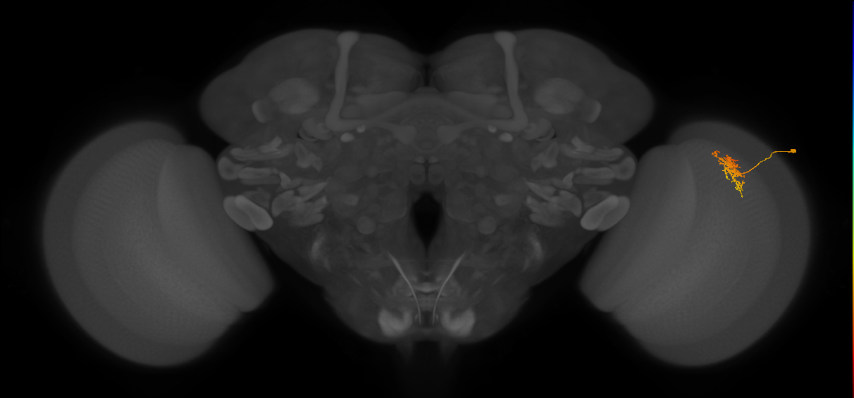 Cm5_R (JRC_OpticLobe:79487)