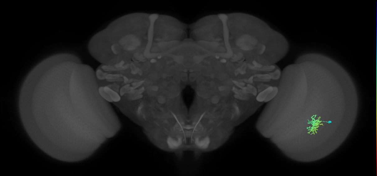 Cm5_R (JRC_OpticLobe:101545)