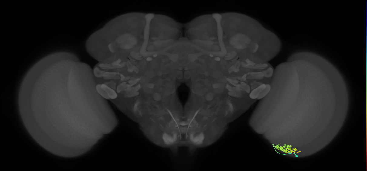 Cm5_R (JRC_OpticLobe:88240)