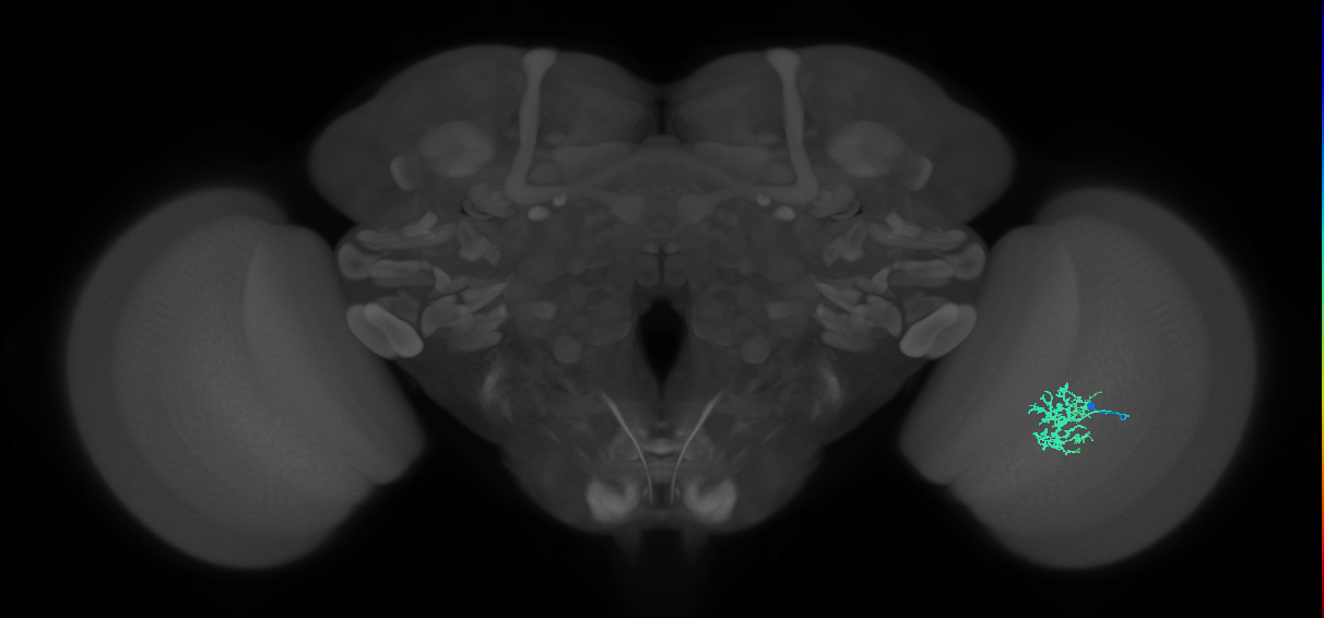 Cm5_R (JRC_OpticLobe:78879)