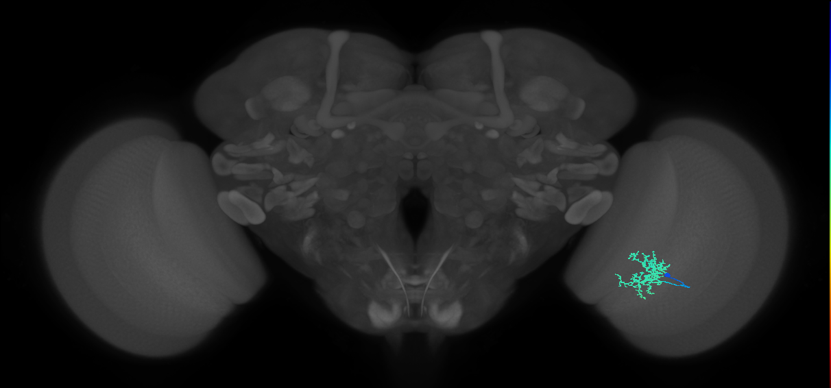 Cm5_R (JRC_OpticLobe:87343)