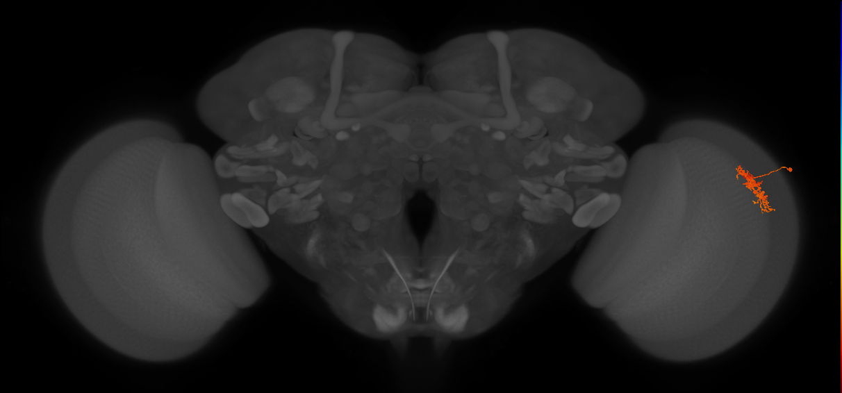 Cm5_R (JRC_OpticLobe:80719)
