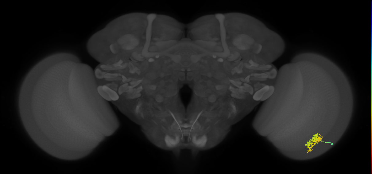 Cm5_R (JRC_OpticLobe:59635)