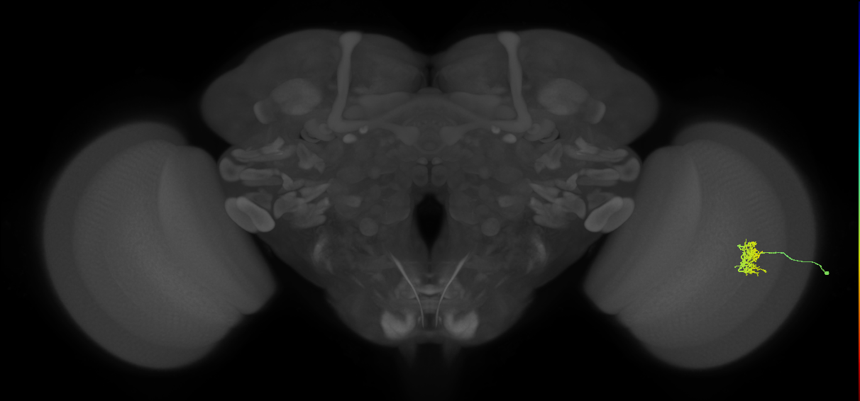 Cm5_R (JRC_OpticLobe:68351)