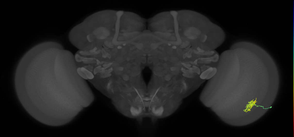 Cm5_R (JRC_OpticLobe:68998)