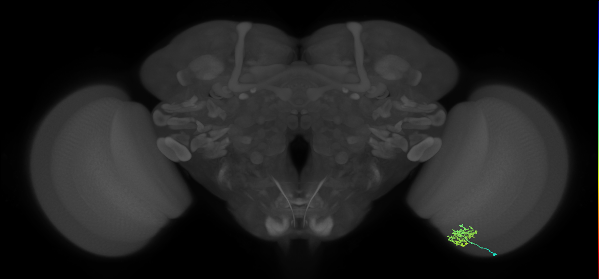 Cm5_R (JRC_OpticLobe:92345)