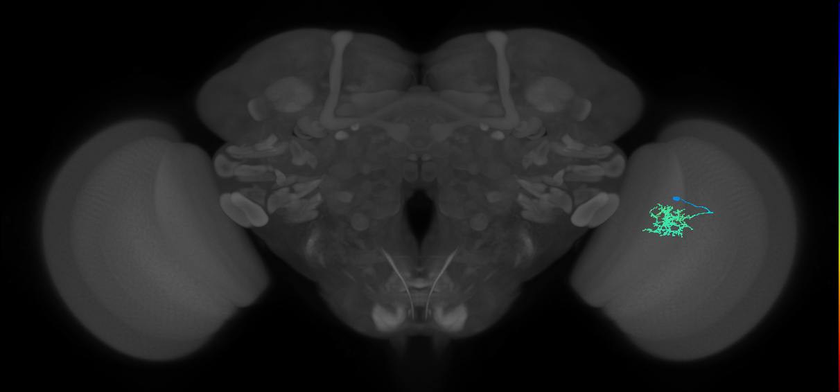 Cm5_R (JRC_OpticLobe:75511)