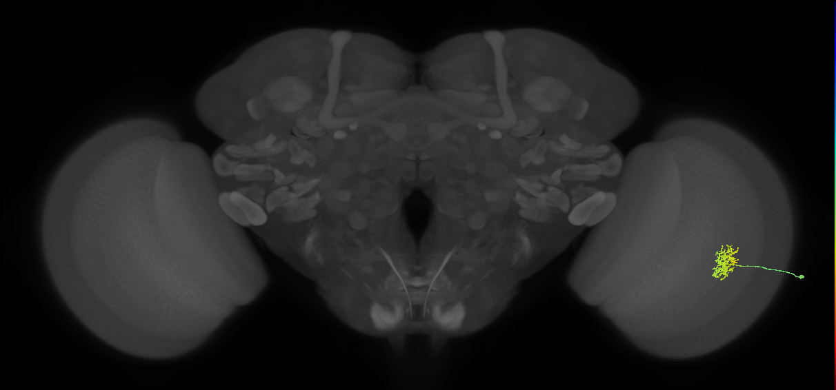 Cm5_R (JRC_OpticLobe:105376)