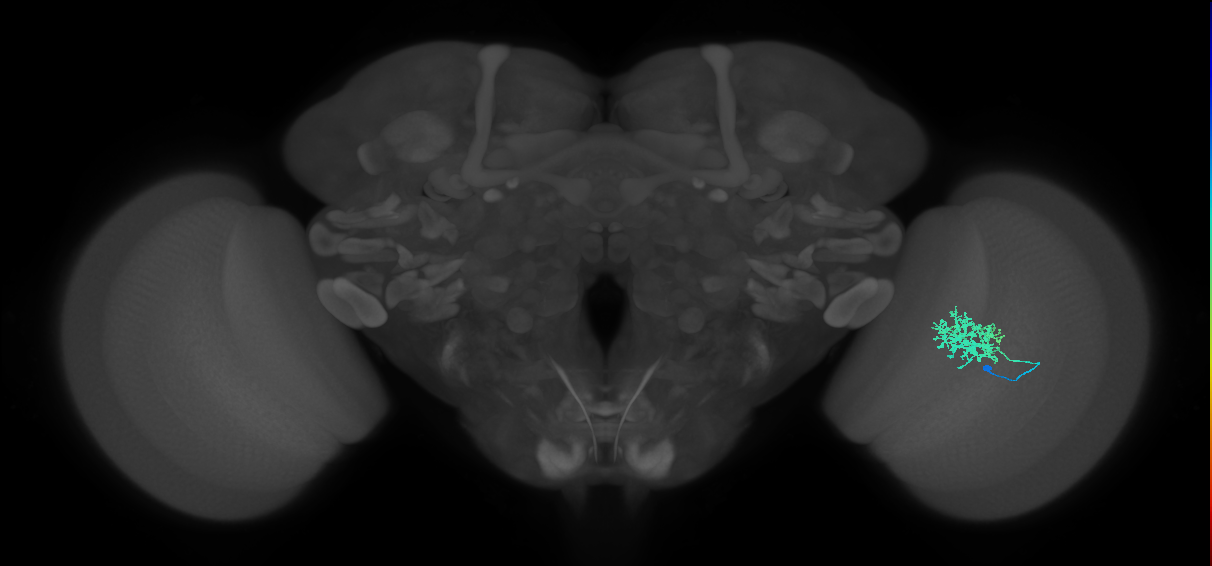 Cm5_R (JRC_OpticLobe:70042)