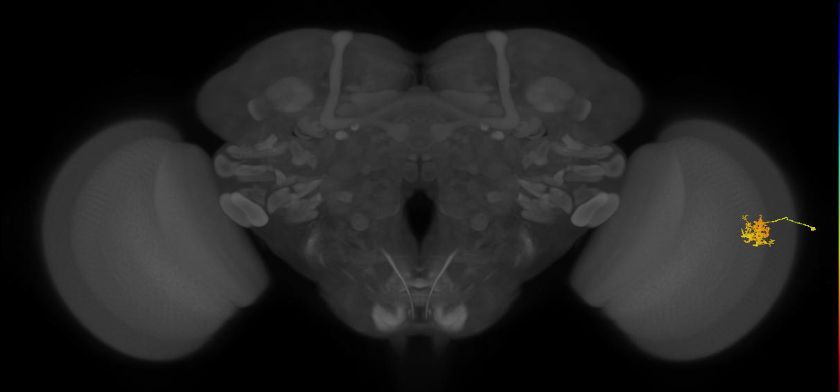 Cm5_R (JRC_OpticLobe:69110)
