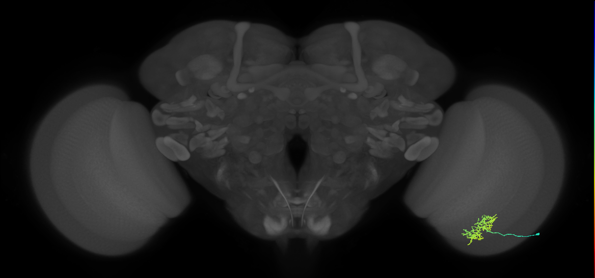 Cm5_R (JRC_OpticLobe:66573)