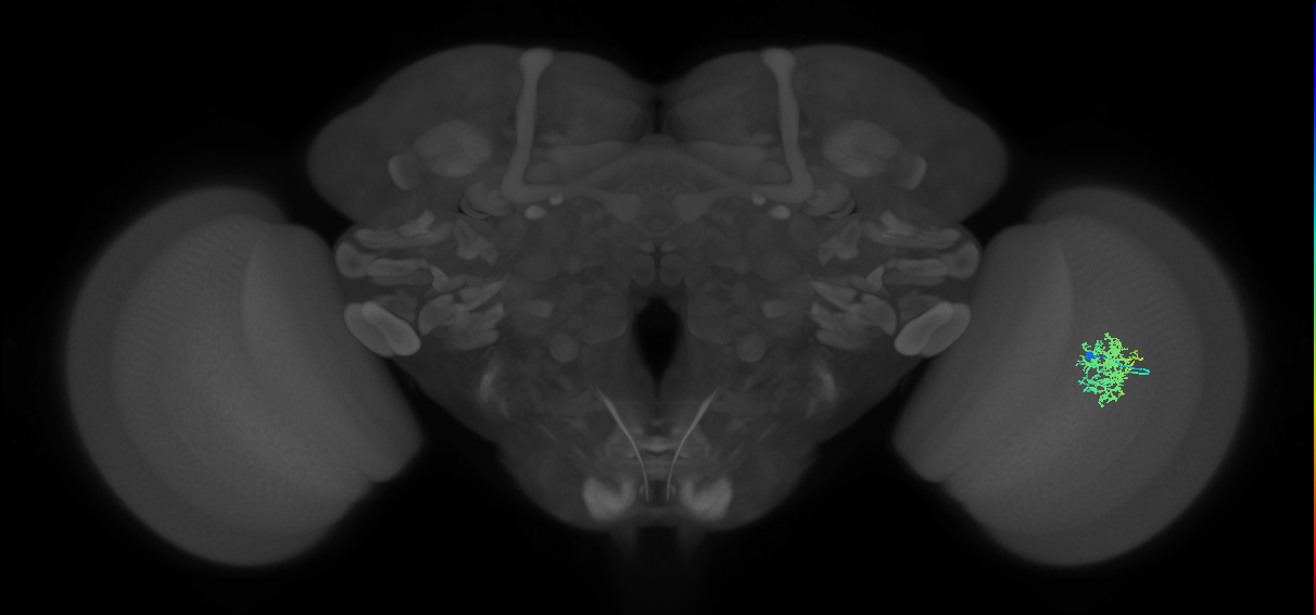 Cm5_R (JRC_OpticLobe:97230)