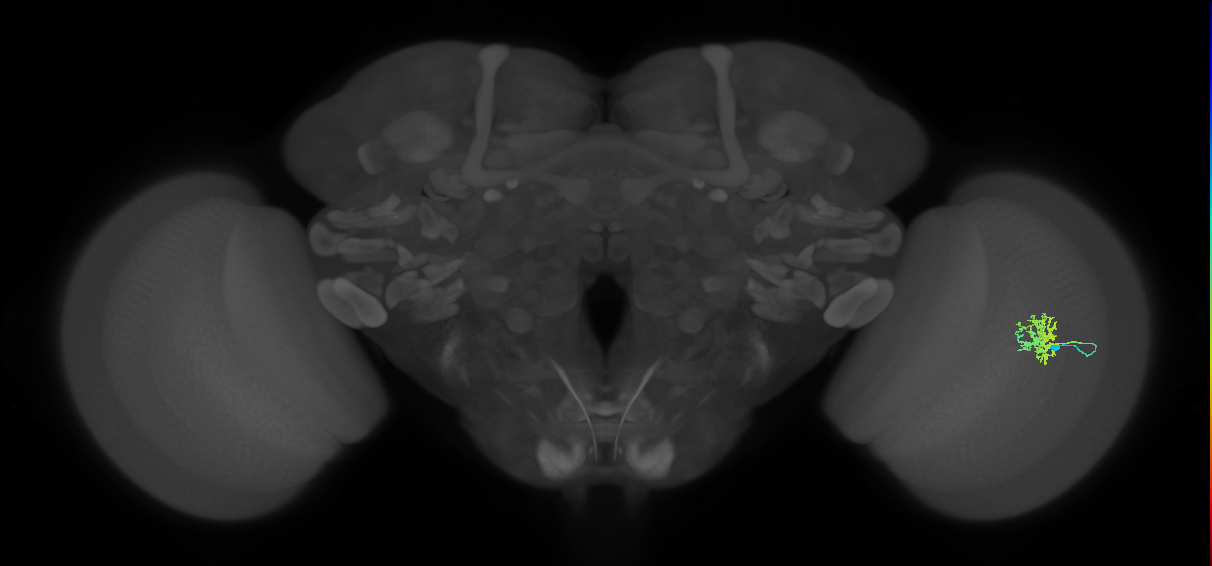 Cm5_R (JRC_OpticLobe:68765)