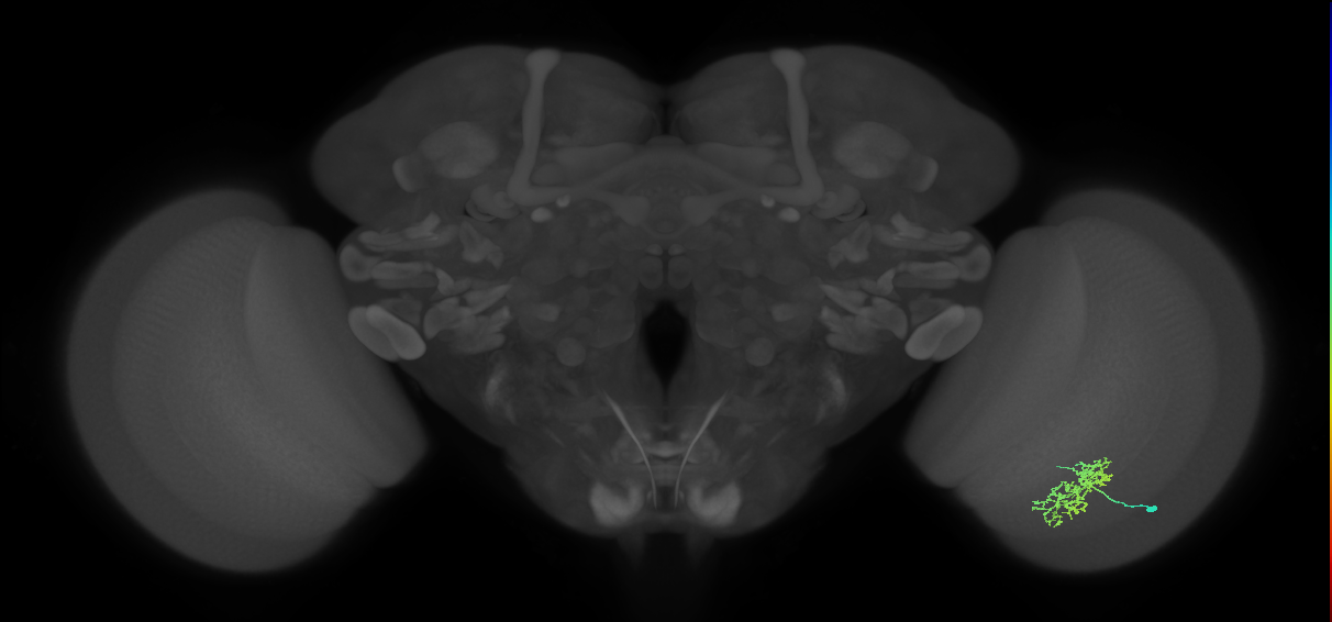 Cm5_R (JRC_OpticLobe:63582)
