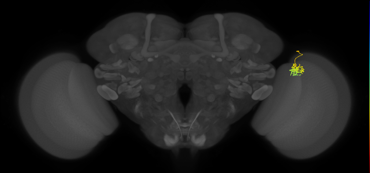 Cm5_R (JRC_OpticLobe:103631)