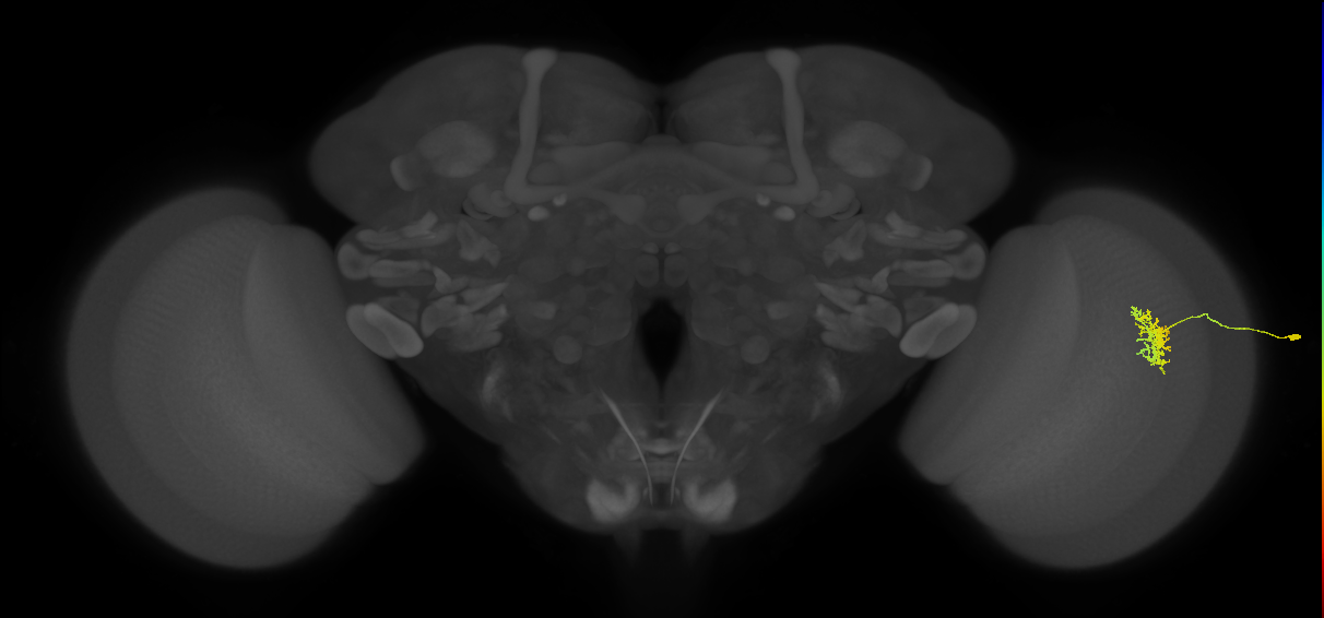 Cm5_R (JRC_OpticLobe:71746)